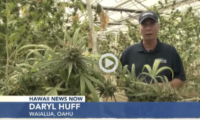 Media Report - Hawaii News Now: Cannabis caregivers and large grow sites will soon be illegal in Hawaii - Legislators rush to fix mistake of their own doing