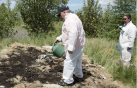 Maine : Aroostook County tribe finds that industrial hemp plants will extract forever chemicals from contaminated soil ... but what to do with the hemp