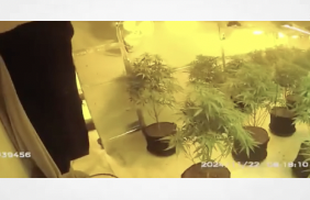 Dramatic footage shows moment police raid £250,000 cannabis factory with over 650 plants