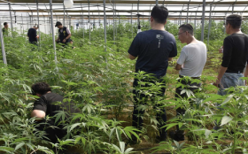 Police bust biggest cannabis greenhouse in Taiwan's history