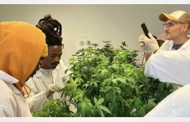 Cheeba launches South Africa's first accredited Higher Education Cannabis course