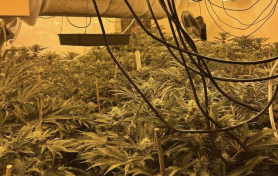 UK: Man found hiding under bed on Bristol cannabis farm!