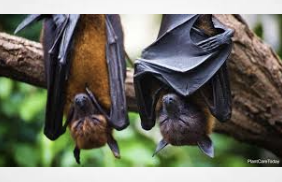 You'd Be Batty To Use Guano To Grow Your Own Cannabis - Two Men From Rochester NY Die From Rare Fungal Lung Infection