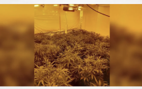 UK: £1m of cannabis seized in drug farm raids