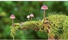 Exploring the Positive Effects of Psilocybin: A Comprehensive Guide