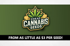 Why Cheap-Cannabis-Seeds.co.uk Delivers Unbeatable Prices and Top-Quality Genetics