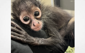 Finally Some Good News.....Rescued Rolls Royce Spider Monkey Is In Recovery & Has New Name... Azules