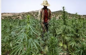 ICBC Report: Legal Cannabis Cultivators Call For Adult-Use Legalization In Morocco