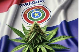 Paraguay makes history with the export of industrial Cannabis flowers to Switzerland under the name of Kunatai