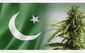 Bureaucracy holding up Pakistan’s hemp industry but stakeholders remain optimistic