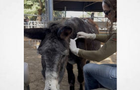 Sorry But I Can't Resist A Story About CBD That Allieviates Pain For Elderly Donkey Called Ariel