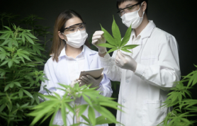 California Cannabis: What Makes Leading Cannabis Testing for Industry Safety