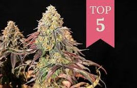 Top 5 Most Popular Cannabis Strains and Where to Get Them