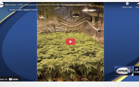 USA: More than 1,600 marijuana plants found in Dixville, Maine home, authorities say