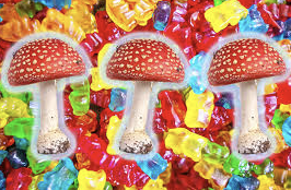 Guide To Amanita Muscaria Gummies: Effects and Benefits