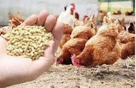 Australia: Clarification on hemp opens door to feed use - Australian producers should be able to feed hemp seed meal without running afoul of regulators after updates to regulatory language.