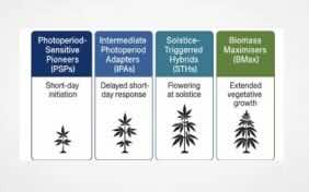 Paper: A photoperiod-based classification of industrial hemp (Cannabis sativa L.) and its agronomic implications