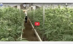 Hawaii - Major reforms to medical marijuana program become law