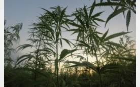 Understanding the Evolving Hemp Industry Legal Landscape