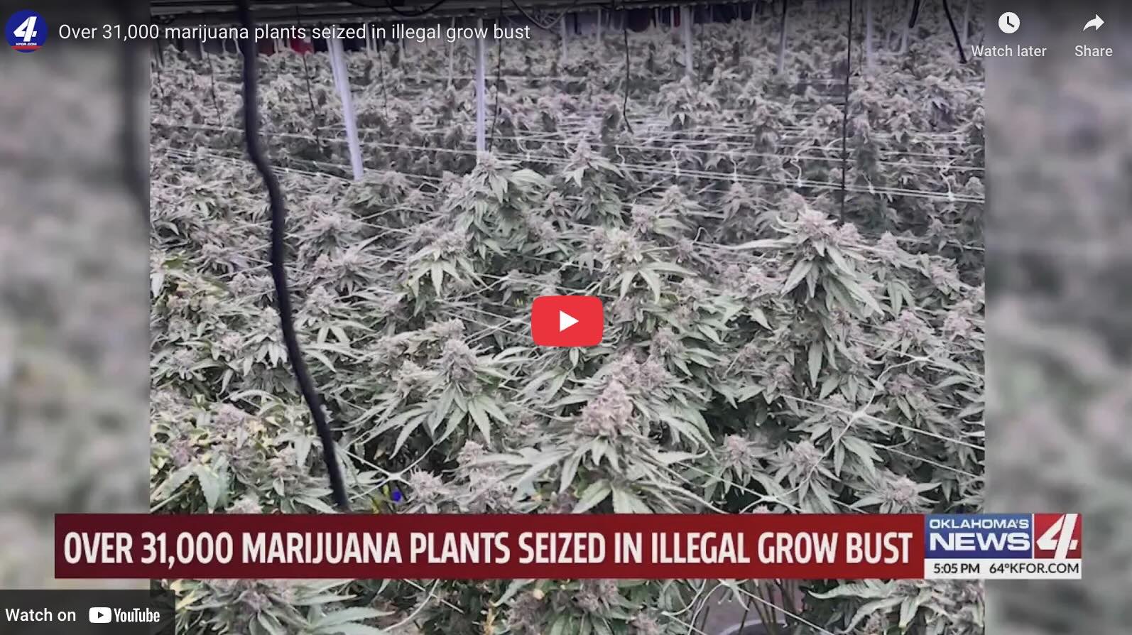 Ohio: Over 31,000 marijuana plants seized in illegal grow bust