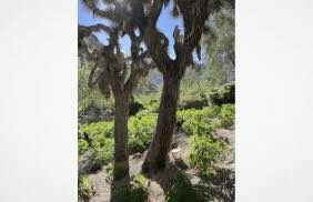 CDFW’s Marijuana Enforcement Team Raids Illegal Grow Sites on Publicly Accessible Lands at Six Sites Across California in July & August