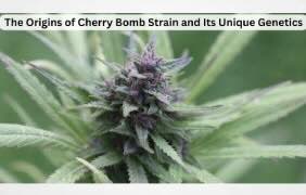 The Origins of Cherry Bomb Strain and Its Unique Genetics