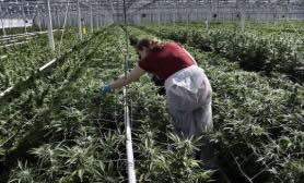 Netherlands’ largest licenced cannabis producer  ordered to reduce cannabis smell wafting across nearby houses from  greenhouses within a week or risk shutting down.