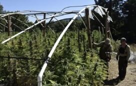 Humboldt Marijuana Enforcement Team Part of Multi-Agency Raid on Grow in Northern Mendocino County