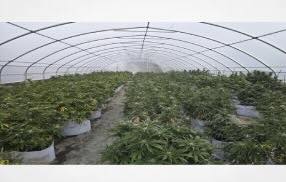 Canada:   Oshawa man facing charges after OPP dismantle illegal cannabis production sites in Tyendinaga