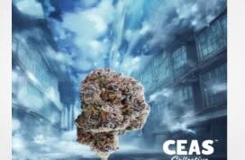 7 Things That Make CEAS Collective California’s Best Cannabis Brand