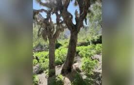 Illegal cannabis farm found surrounding protected California trees