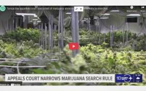 Tampa Bay appellate court says smell of marijuana alone isn't enough for vehicle searches