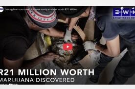 South Africa: Joburg Metro uncovers massive marijuana haul worth R21 Million