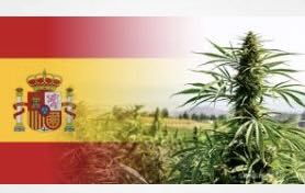 Linked In Article: Spain Legalizes Medical Cannabis, Jakub Horak