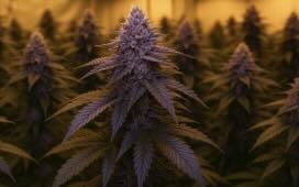 Top 10 Cannabis Strains with Verified Legal Genetics