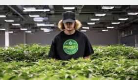 The Fastest Weed Delivery Services in Innisfil (2025 Review)