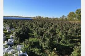 Canada: Illegal cannabis production sites dismantled on Tyendinaga Mohawk Territory