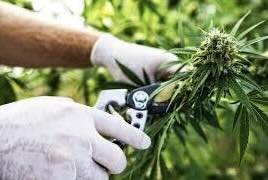THC-A Shake Key Facts—Know About Production And Quality Standards