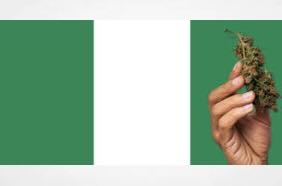 Paper: Drug policy stasis and hegemonic narratives of cannabis in Nigeria