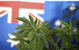 ABC News Australia: Australia's medicinal cannabis situation leaves government in a bind.... "Online Weed Bucket Shops"