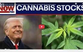 Cannabis stocks surge after reports that Trump may reclassify the drug this week