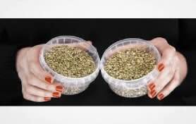 The Seeds at the Center of the Storm: How U.S. Policy Is Reshaping Feminized and High THC Seed Markets in 2026