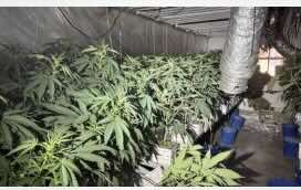 Spain - Article:  The risk of having a neighbor with marijuana: 2,000 plants cause two fires in Barcelona