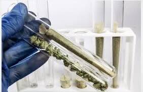 Forensic Identification of Cannabis with Plant DNA Barcodes and Cannabinoid Synthesis Genes