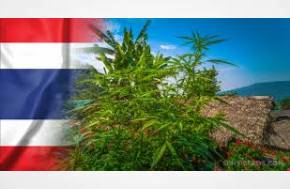Promise of hemp in Thailand headed for collapse under politics and regulatory retreat says Hemp Today
