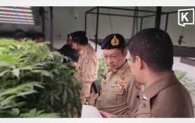 Israeli citizen arrested in Thailand for operating illegal cannabis farm