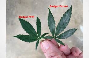 USDA-APHIS grants non-regulated status to two gene-edited hemp varieties