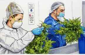 Epsilon Pharma Inks Medicinal Cannabis Deal with Puro New Zealand for UK Market