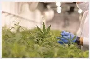 Paper: The Emerging Spectrum of Respiratory Diseases in the U.S. Cannabis Industry