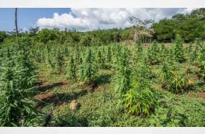 Article: California Activists Warn of Environmental Damage from Illegal Cannabis Farms